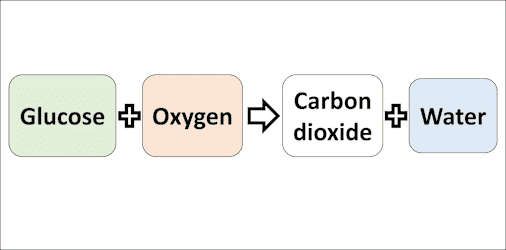 National 5 Biology: Respiration | Blooket